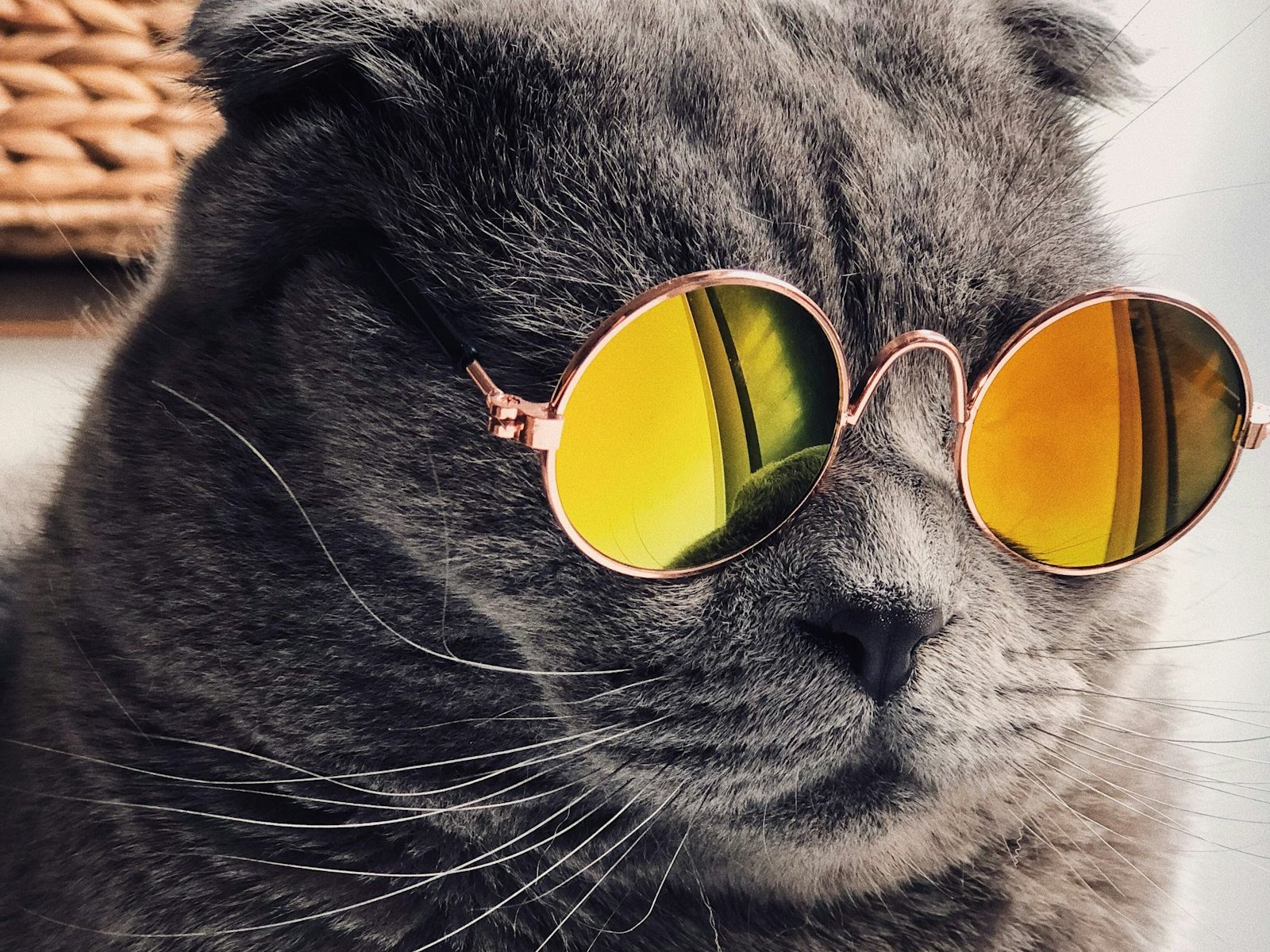 Nöjd katt med blank päls