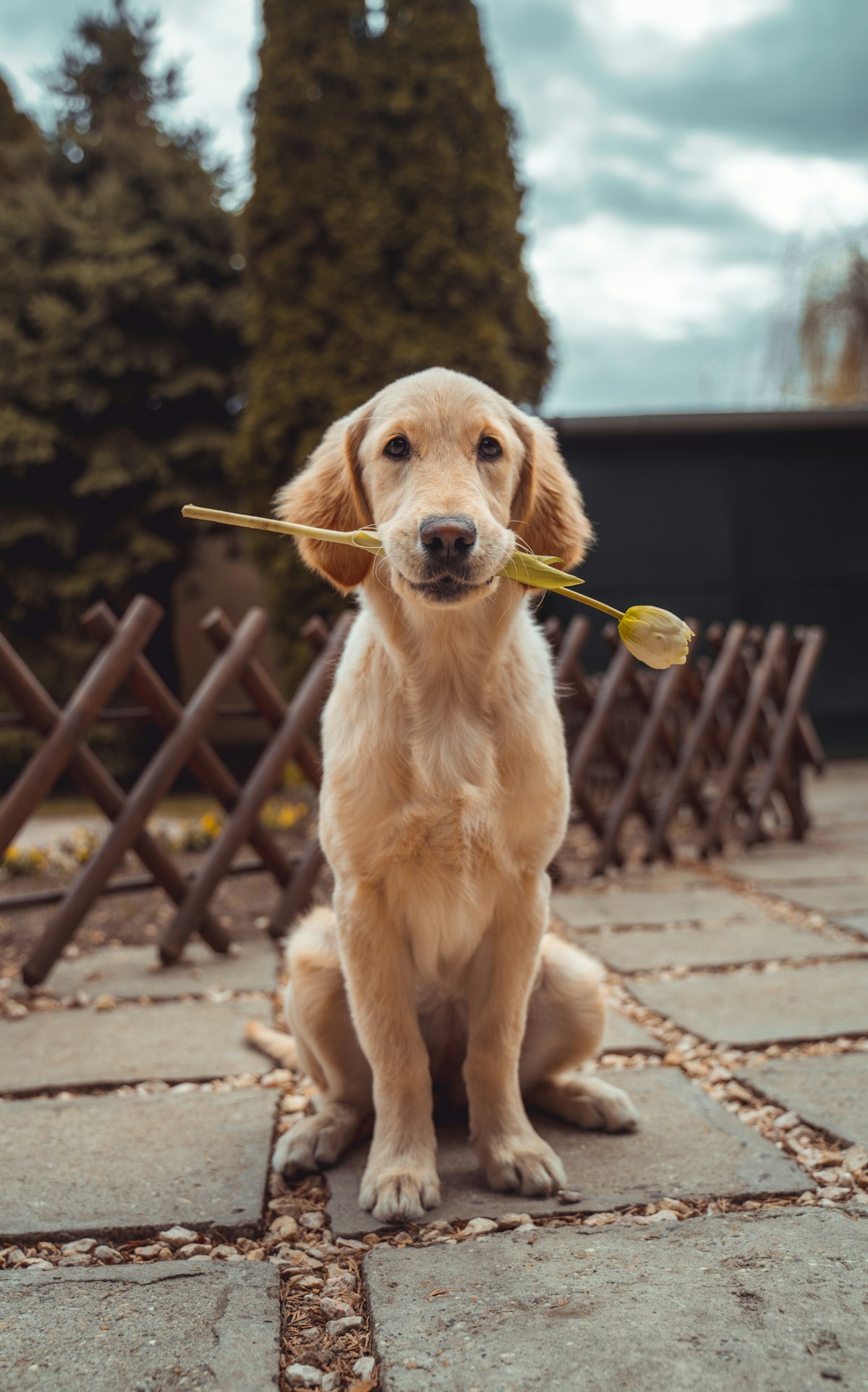 Frisk och glad golden retriever i ett ljust rum