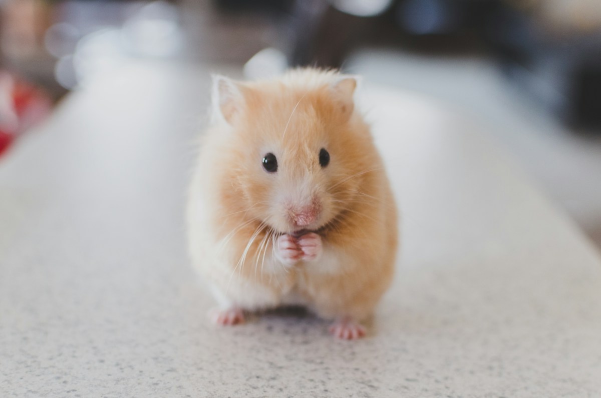 Söt hamster i rent bomaterial